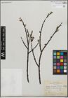 Foto von Salix humilis Marshall